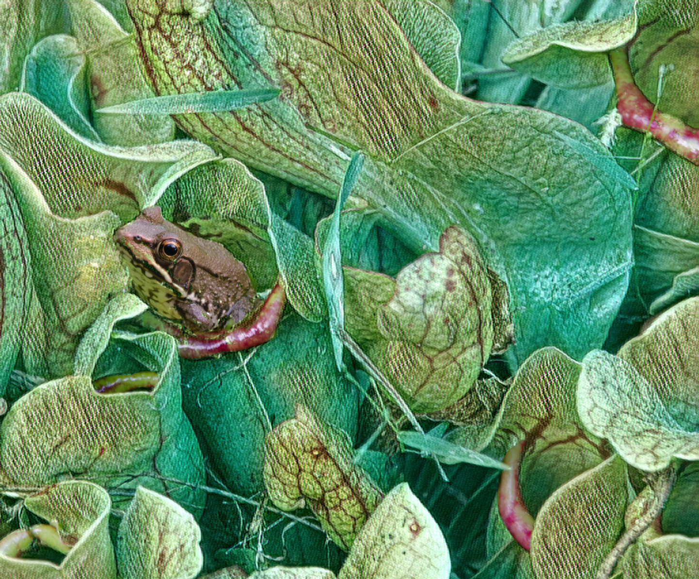 2nd PrizeCreative Artistry In Class 2 By Judith Picciotto For Sarr Frog SEP-2025.jpg